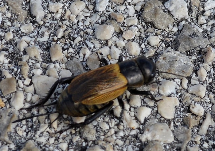 Gryllus campestris