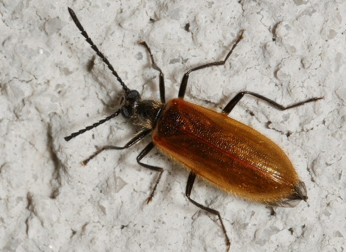 Lagria hirta o atripes?
