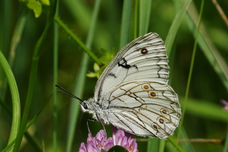 Altra Melanargia arge nelle Marche