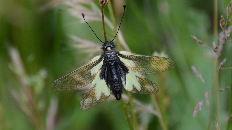 Ascalafo da identificare