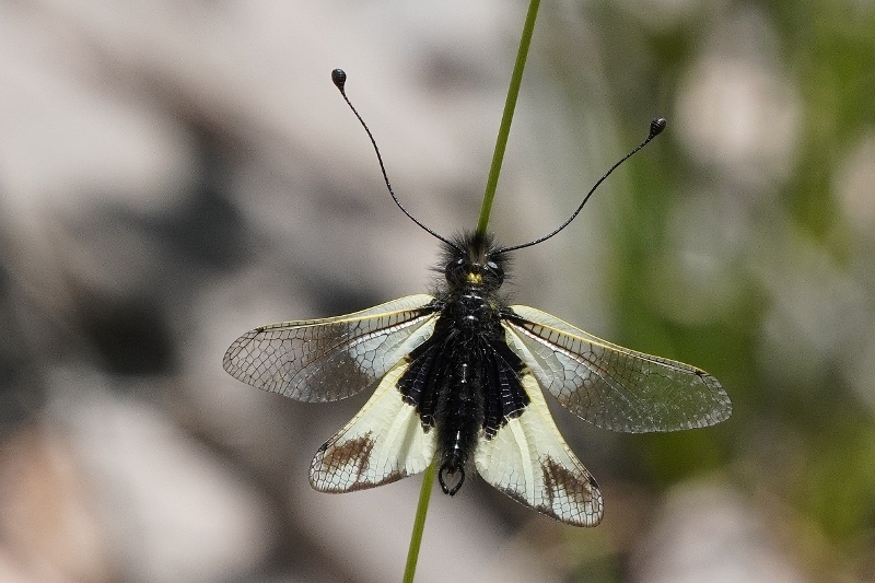 Ascalafo da identificare