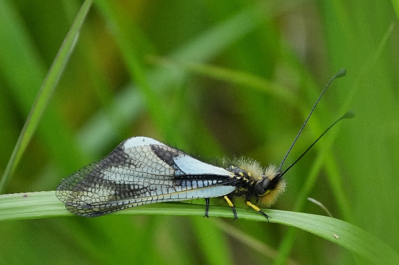Ascalafo da identificare