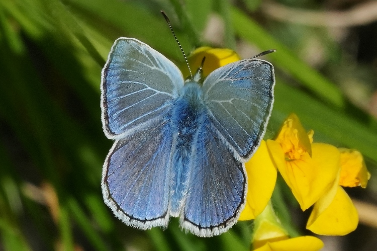 Polyommatus escheri da confermare