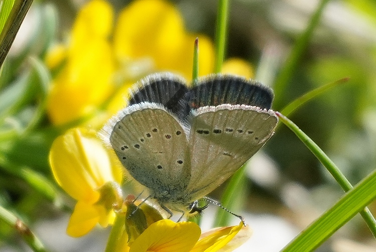 Lycaenidae da identificare