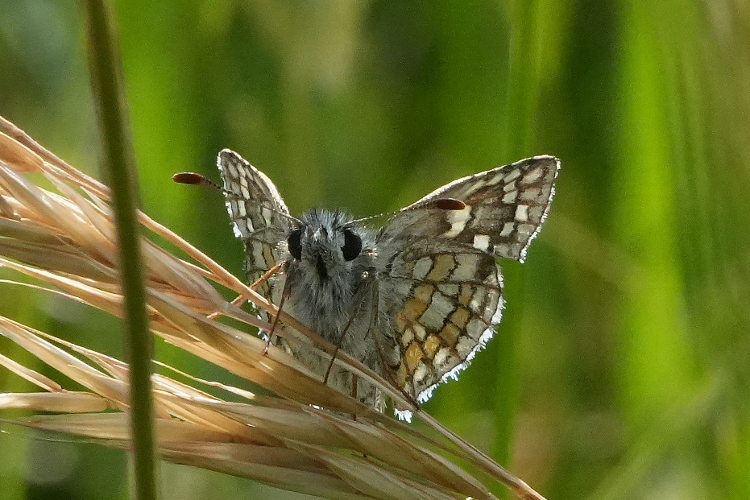 Pyrgus sidae da confermare