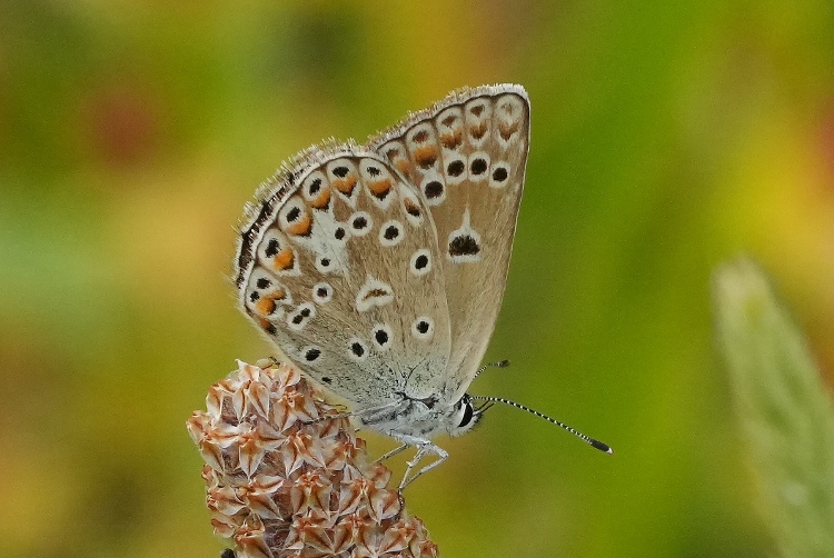 Polyommatus da identificare.