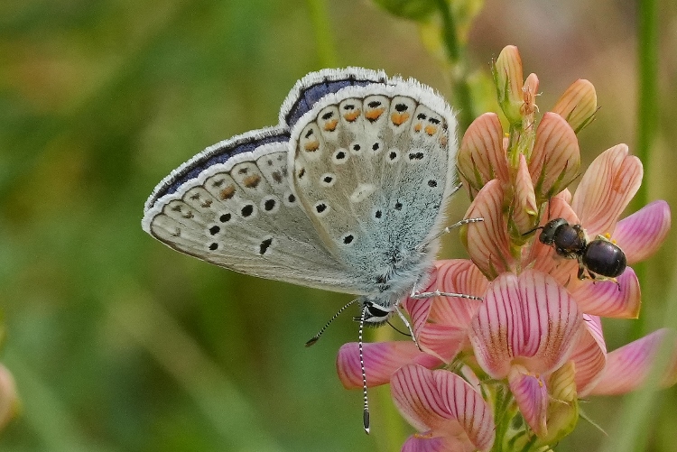 Polyommatus da identificare.