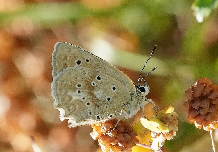 Polyommatus daphnis da confermare