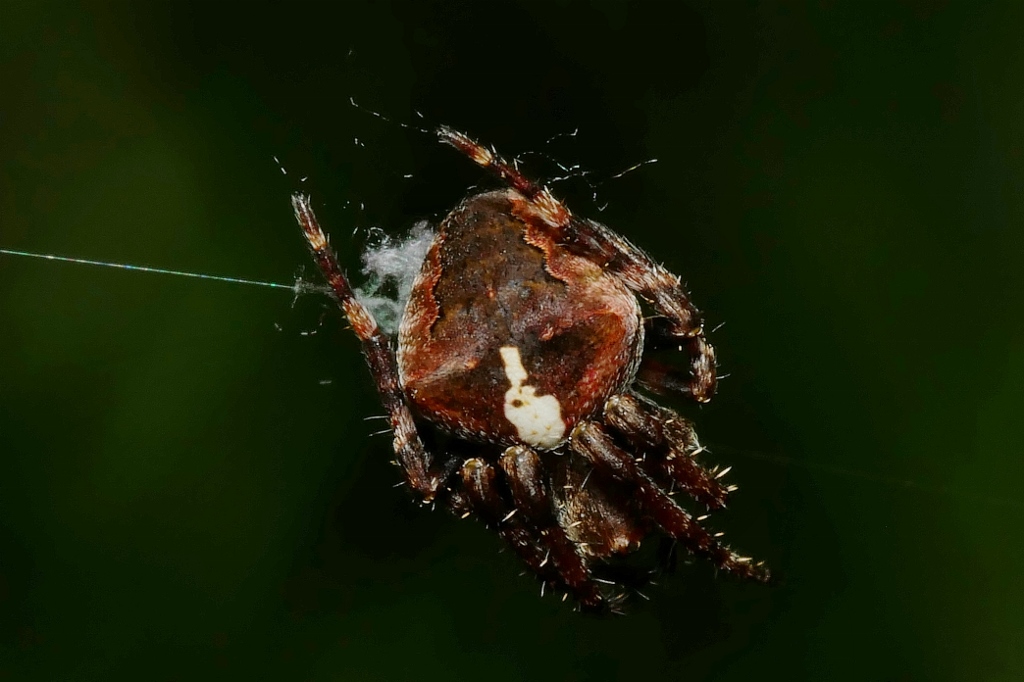 Araneus angulatus da confermare