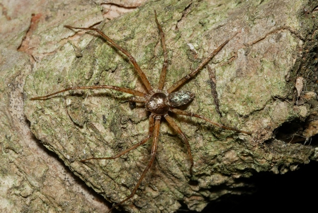 Philodromidae da identificare.