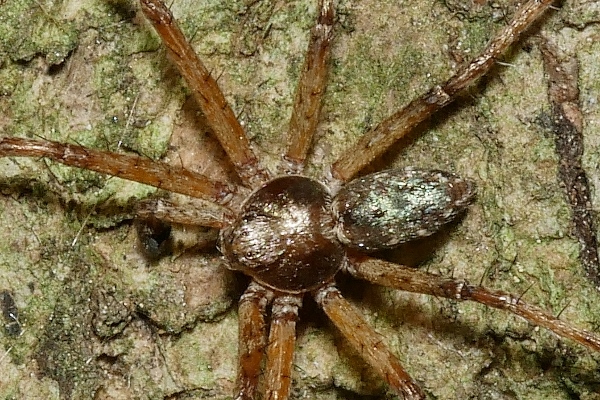 Philodromidae da identificare.