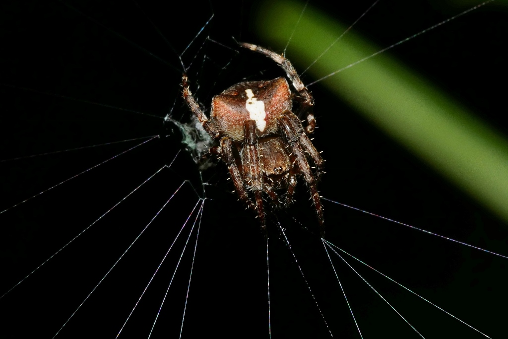 Araneus angulatus da confermare
