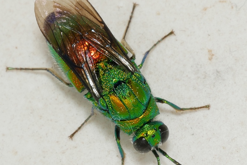 Chrysididae: Stilbum cyanurum