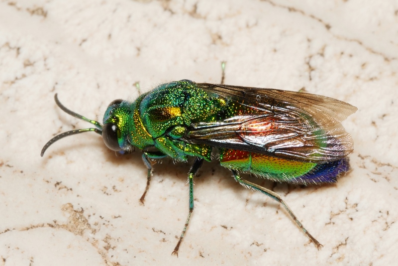 Chrysididae: Stilbum cyanurum