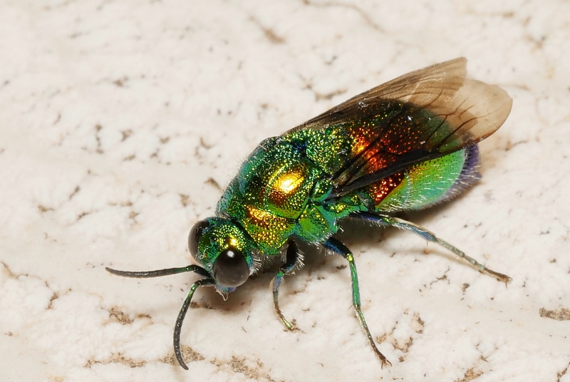 Chrysididae: Stilbum cyanurum