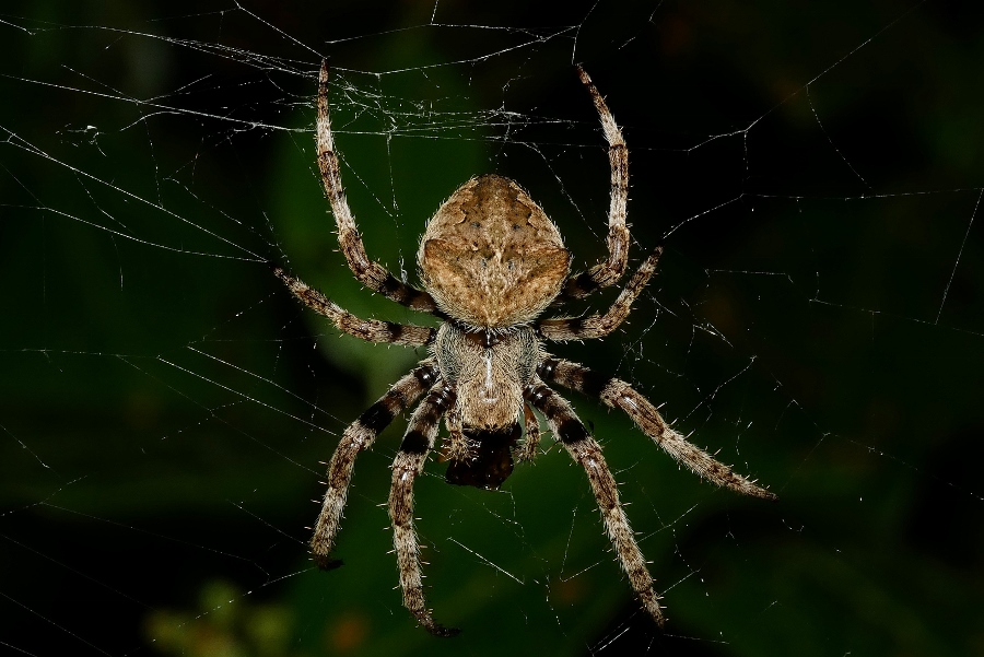 Araneus angulatus anche questo.