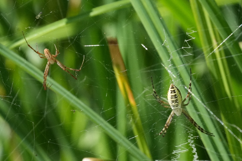 Coppia di Argiope bruennichi?