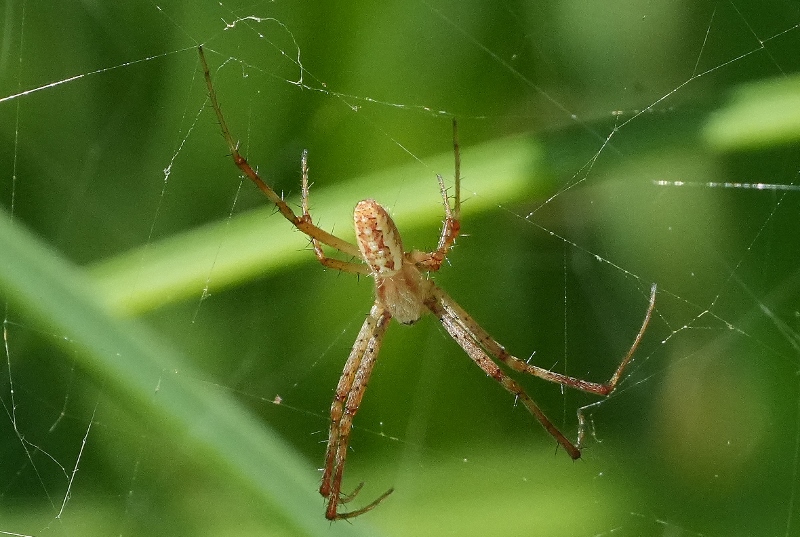 Coppia di Argiope bruennichi?