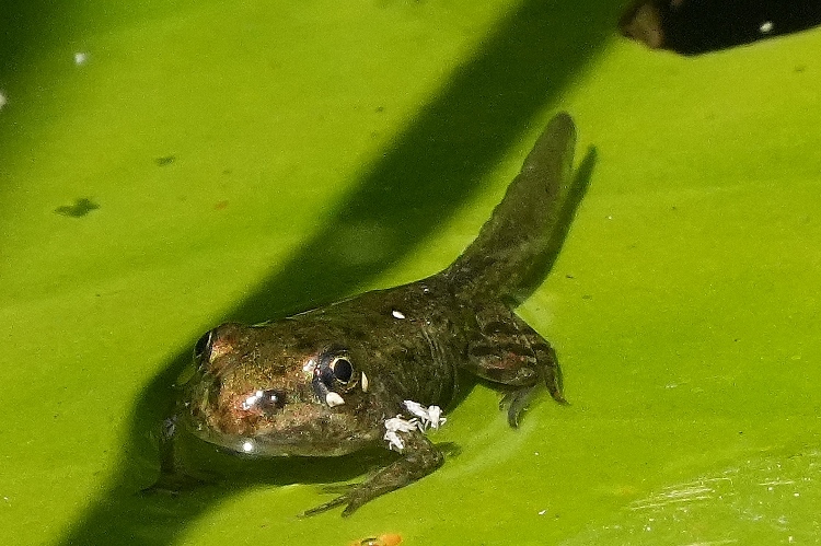 Giovane rana verde con ospiti.