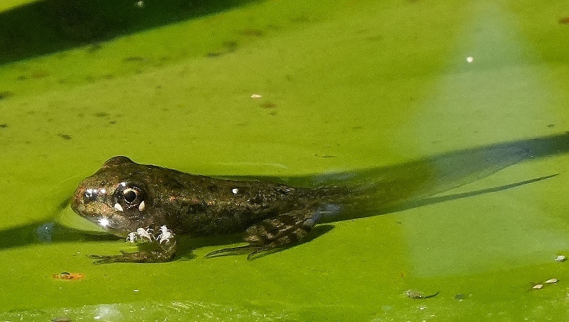 Giovane rana verde con ospiti.