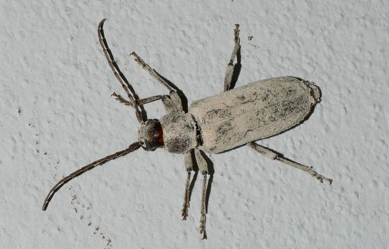 Cerambycidae: Trichoferus holosericeus