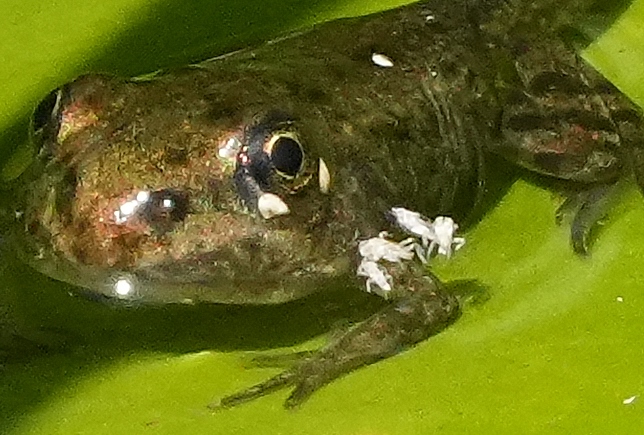 Giovane rana verde con ospiti.