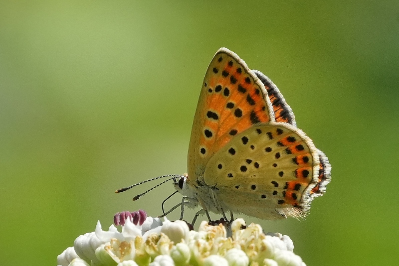 Solita Lycaena tityrus?