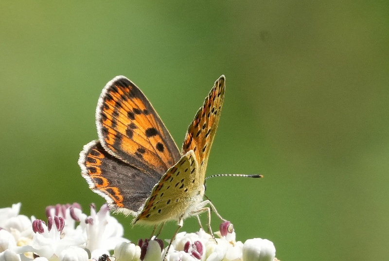 Solita Lycaena tityrus?