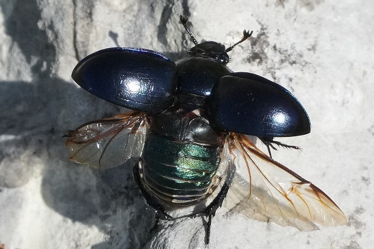 Geotrupidae: Anoplotrupes stercorosus