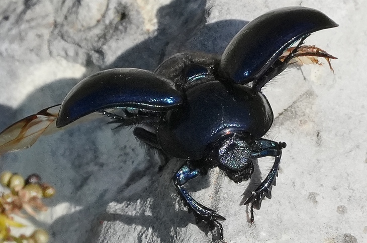 Geotrupidae: Anoplotrupes stercorosus