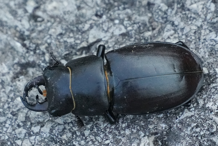 Lucanus tetraodon?