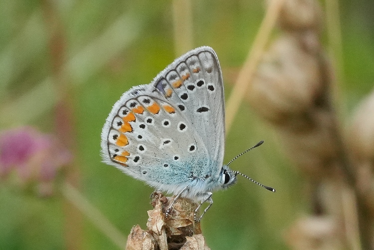Polyommatus thersites da confermare.