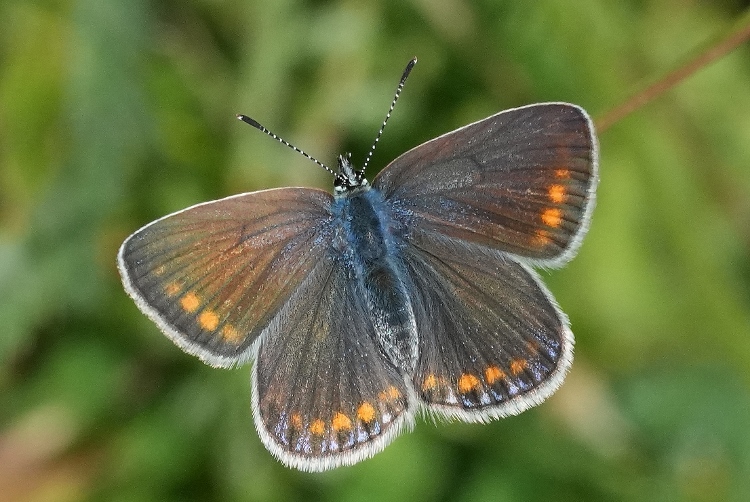 Polyommatus thersites da confermare.