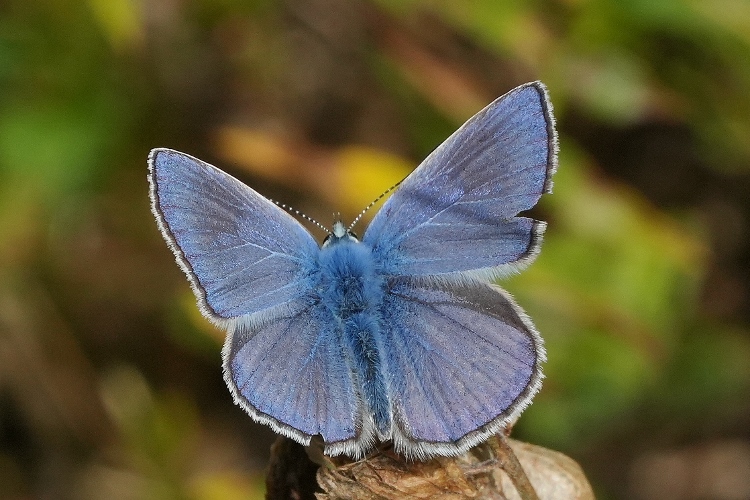 Polyommatus thersites da confermare.