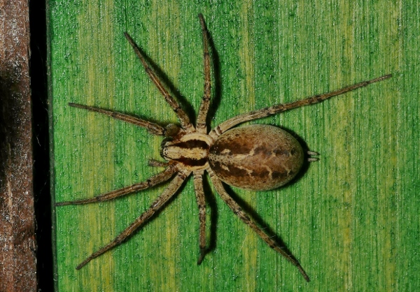 Lycosidae da identificare.