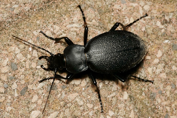 Carabidae: femmina di Carabus (Procrustes) coriaceus
