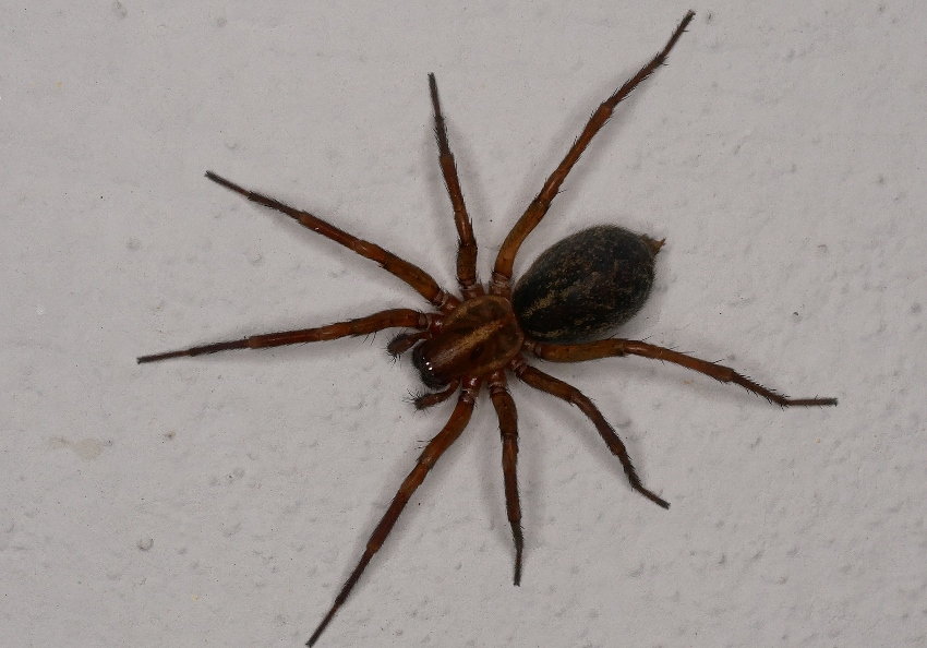 Probabile Lycosidae da identificare.
