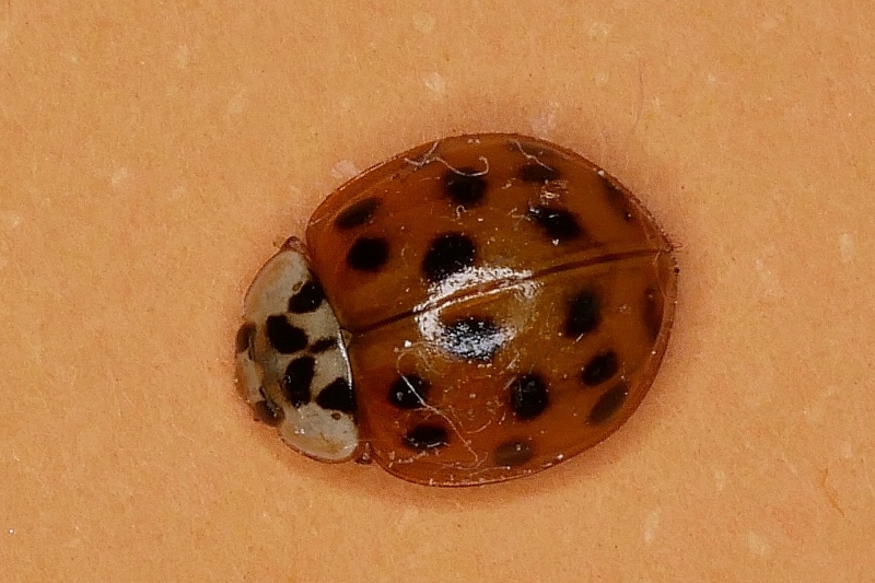 Harmonia axyridis ?