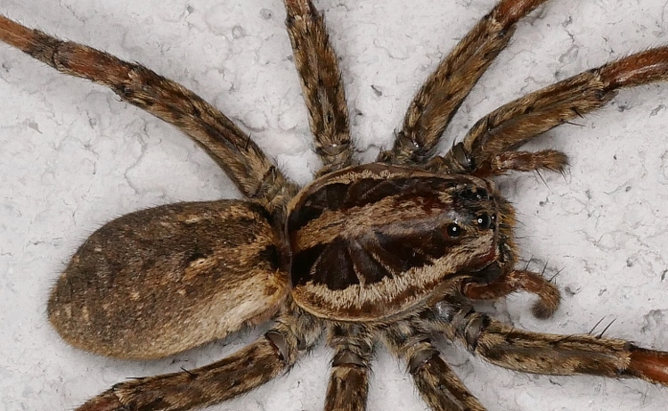 Hogna radiata?