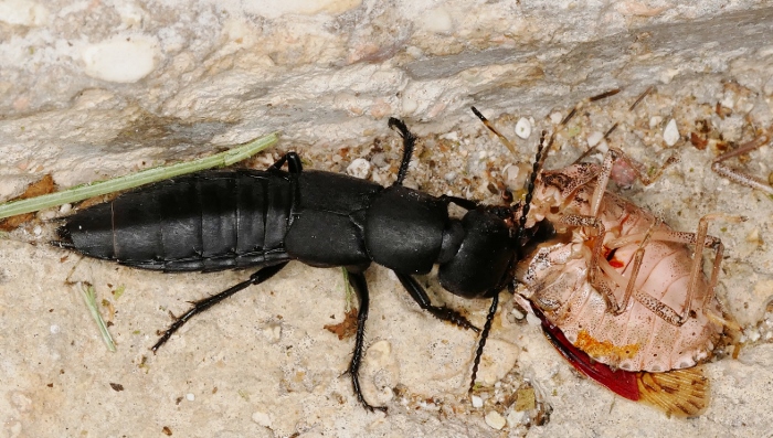 Quale Ocypus (con preda) ?