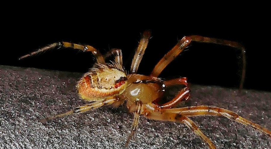 Metellina segmentata 