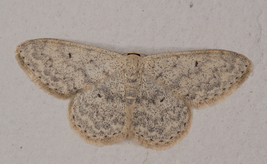 Idaea seriata da confermare.