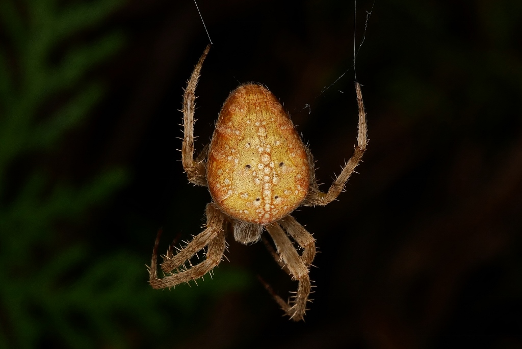 Araneus alsine o diadematus?