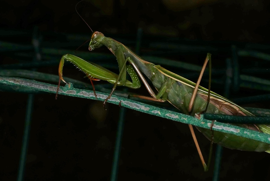 Mantis religiosa?