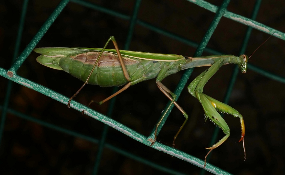 Mantis religiosa?