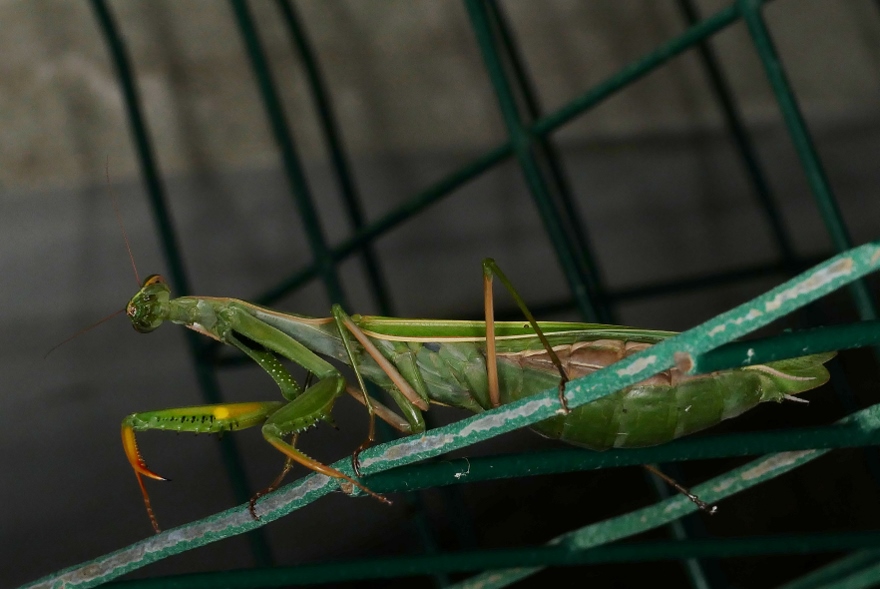 Mantis religiosa?