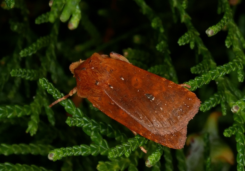 Conistra rubiginea ?