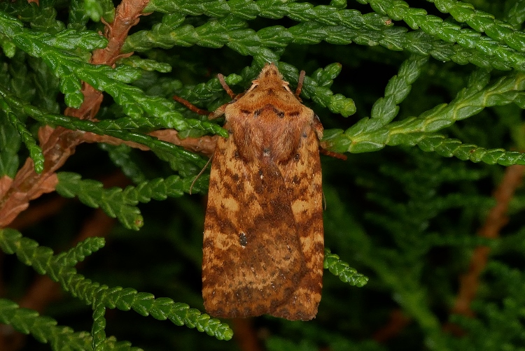 Conistra rubiginea ?