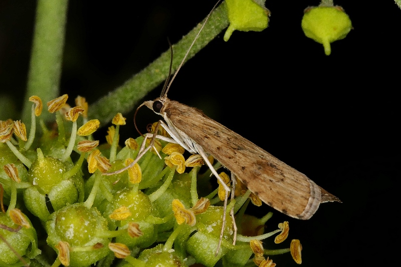 Nomophila noctuella da confermare.