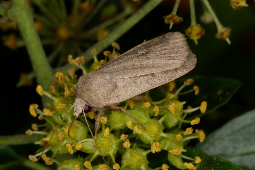 Noctuidae da identificare